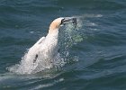 Gannet with Fish - Linda Jackson (open)